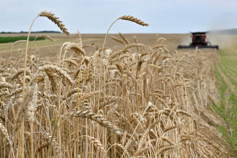 La récolte du blé, le 18 juillet 2023 dans un champ près de Kivsharivka, en Ukraine (AFP/Archives - Sergei SUPINSKY)