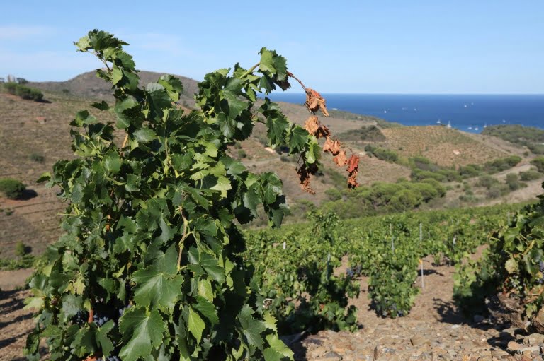 Le vignoble des Clos de Paulilles touché par la sécheresse, le 8 août 2023 à Port-Vendres, dans les Pyrénées-Orientales  (AFP/Archives - RAYMOND ROIG)