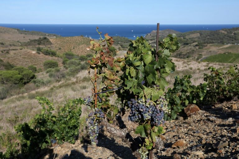 Le vignoble des Clos de Paulilles touché par la sécheresse, le 8 août 2023 à Port-Vendres, dans les Pyrénées-Orientales  (AFP - RAYMOND ROIG)